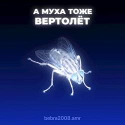 Bebra2008.amr — А муха тоже вертолет