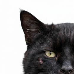 Mad Cat  — Сколько раз